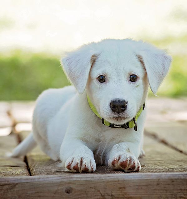 Puppy Grooming